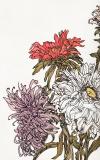 Chrysanten