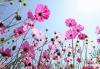 Cosmea
