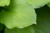Groen blad