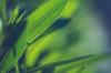 Groene bladeren