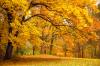 Herfst-1