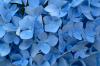Hortensia