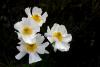 Ranunculus lyallii