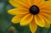 Rudbeckia