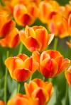 Tulpen